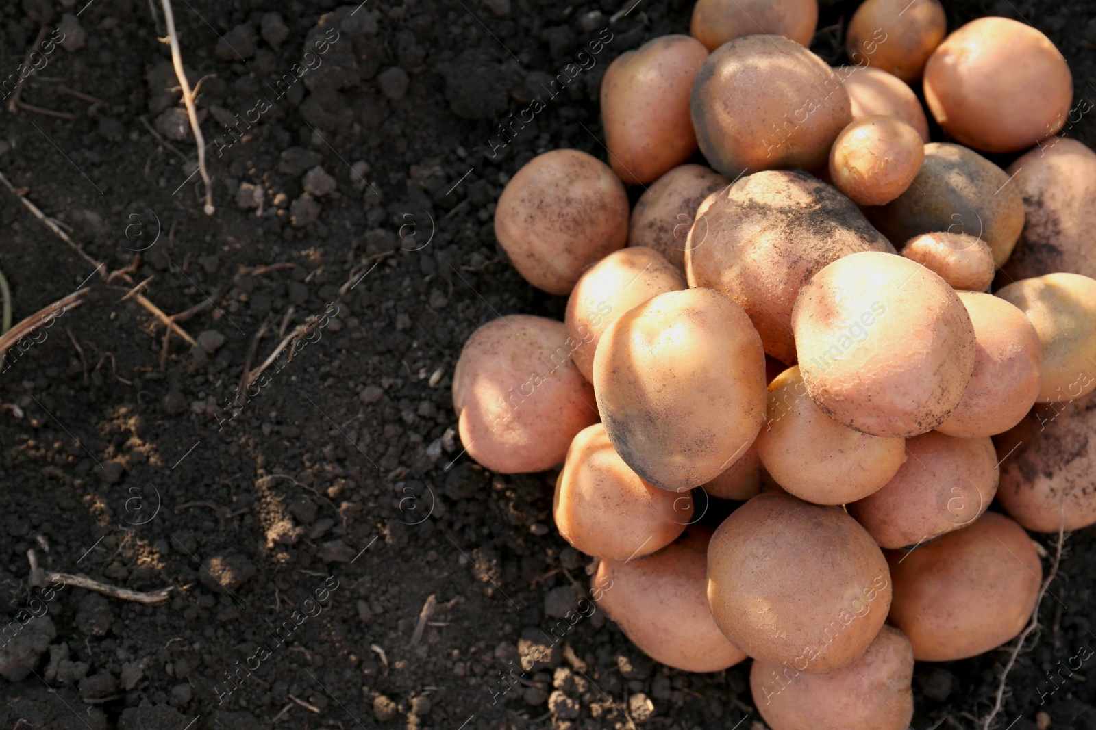 Photo of Pile of ripe potatoes on ground outdoors, top view. Space for text