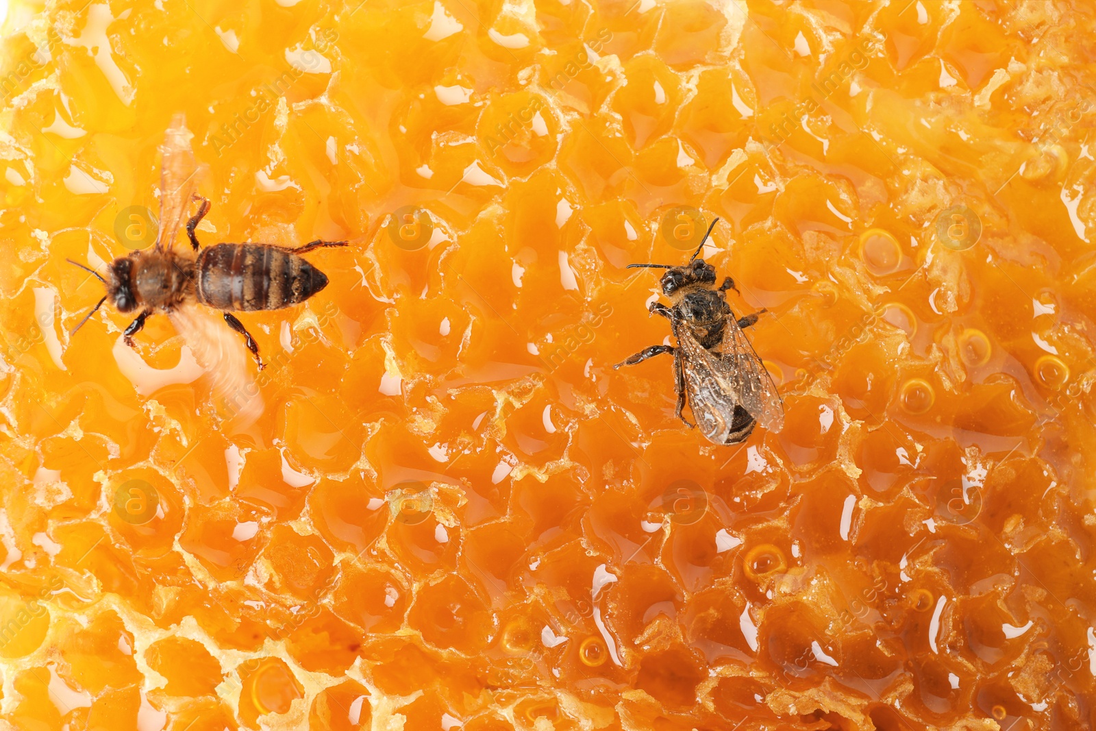 Photo of Beautiful bees on honeycomb, closeup. Domesticated insects