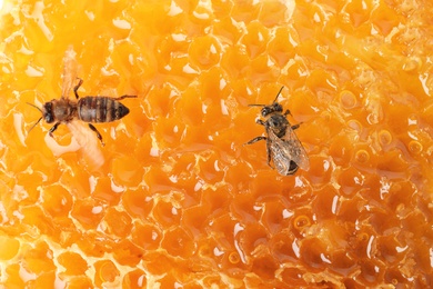 Photo of Beautiful bees on honeycomb, closeup. Domesticated insects