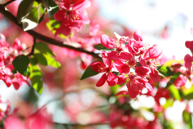 Blossoming spring tree, pink flowers, closeup