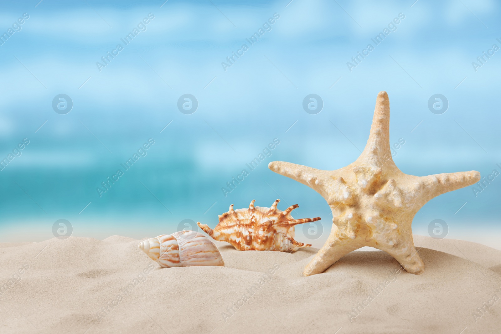 Image of Beautiful sea star and seashells on sandy beach 