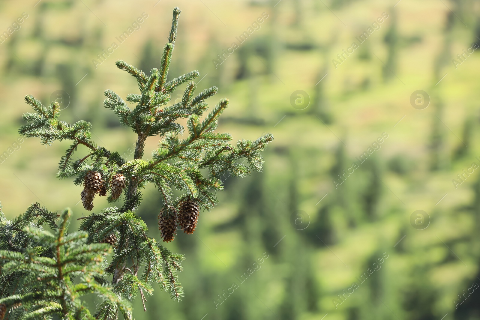 Photo of Beautiful view of conifer tree with cones on blurred background, closeup