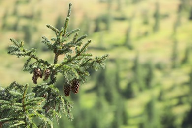 Beautiful view of conifer tree with cones on blurred background, closeup