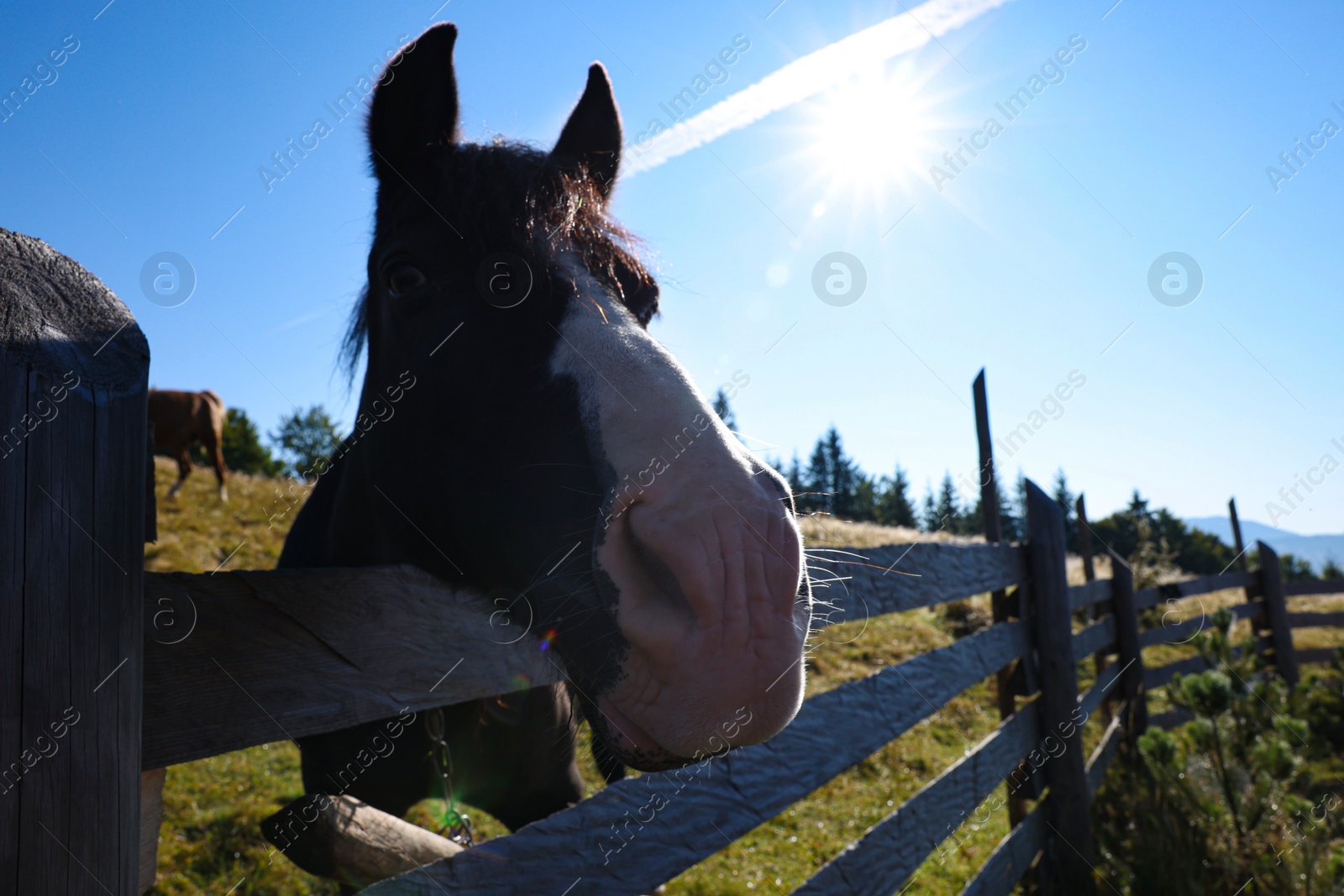 Photo of Cute horse near fence outdoors, space for text. Lovely domesticated pet