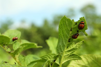 Photo of Colorado potato beetle larvae on green plant outdoors, closeup
