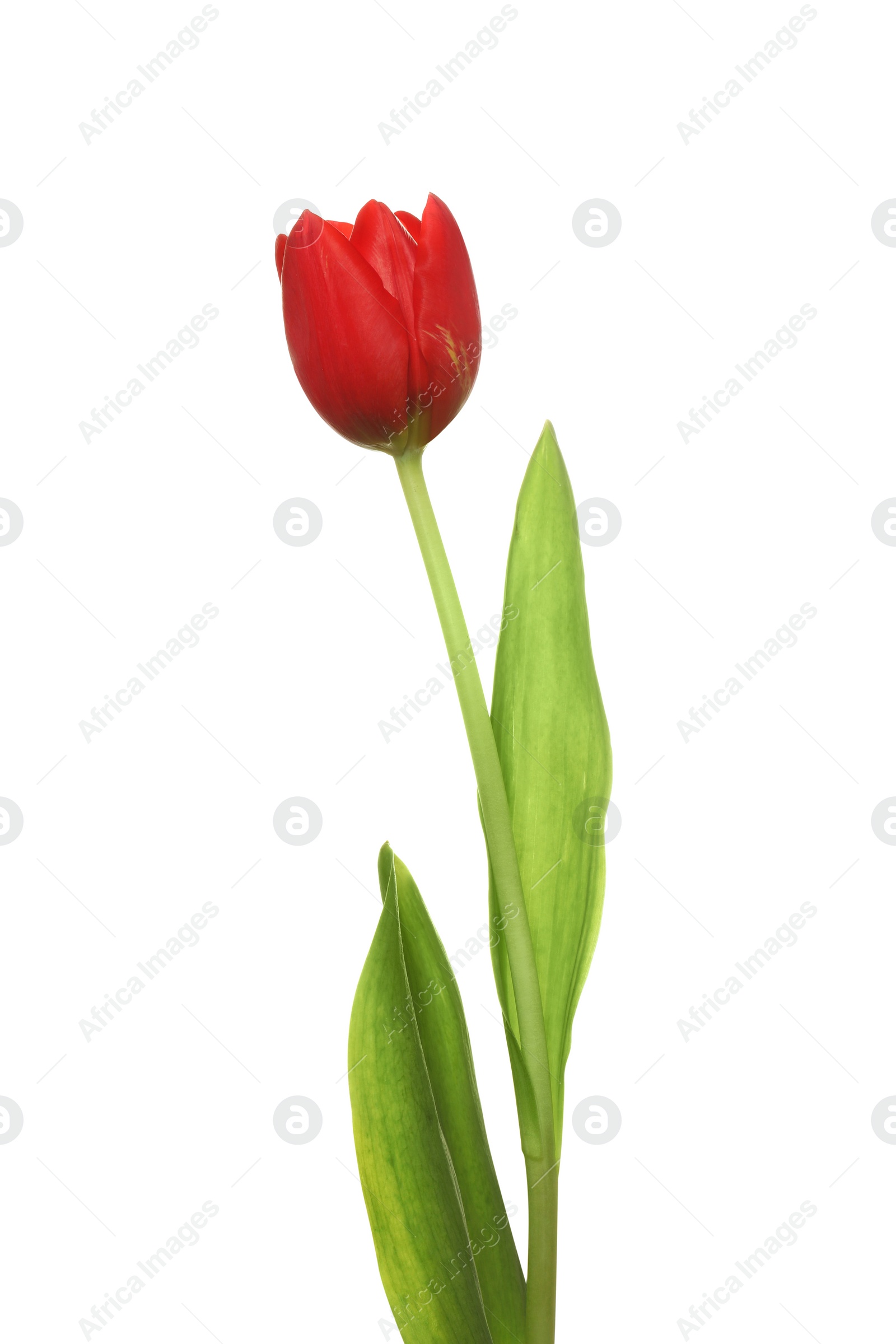 Photo of Beautiful red tulip flower isolated on white