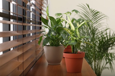 Different green potted plants on window sill at home