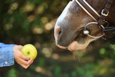 Photo of Little girl feeding her pony with apple in green park, closeup