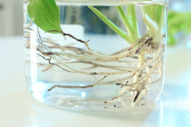 Beaker with plant on table, closeup. Biological chemistry