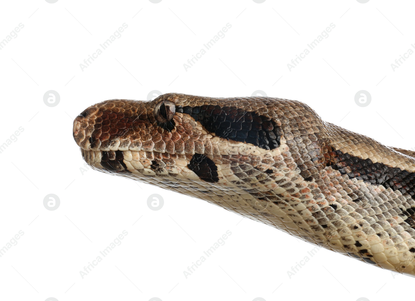 Photo of Brown boa constrictor on white background, closeup