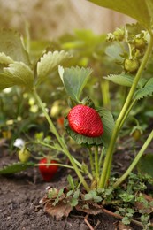 Photo of Beautiful strawberry plant with ripe fruit in garden on sunny day