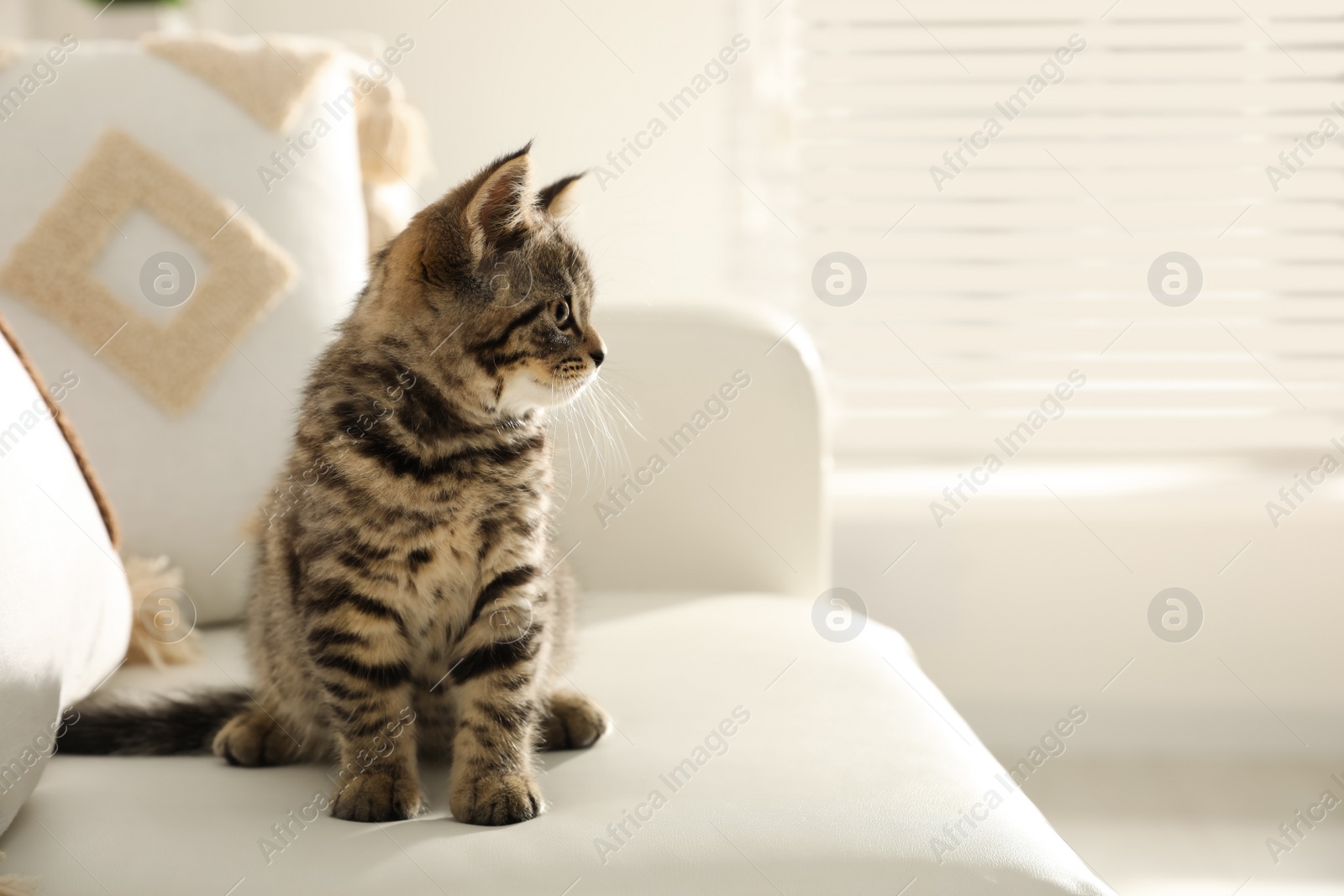 Photo of Cute tabby kitten on sofa indoors, space for text. Baby animal