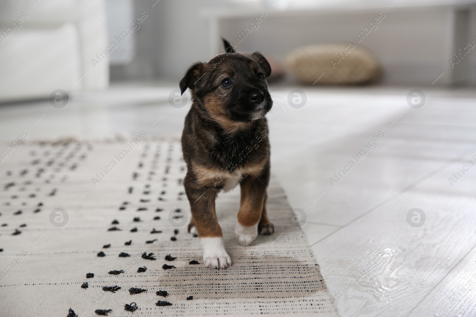 Photo of Adorable puppy near wet spot on carpet indoors