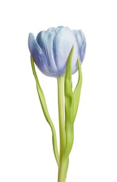 Image of Beautiful light blue tulip isolated on white. Bright flower