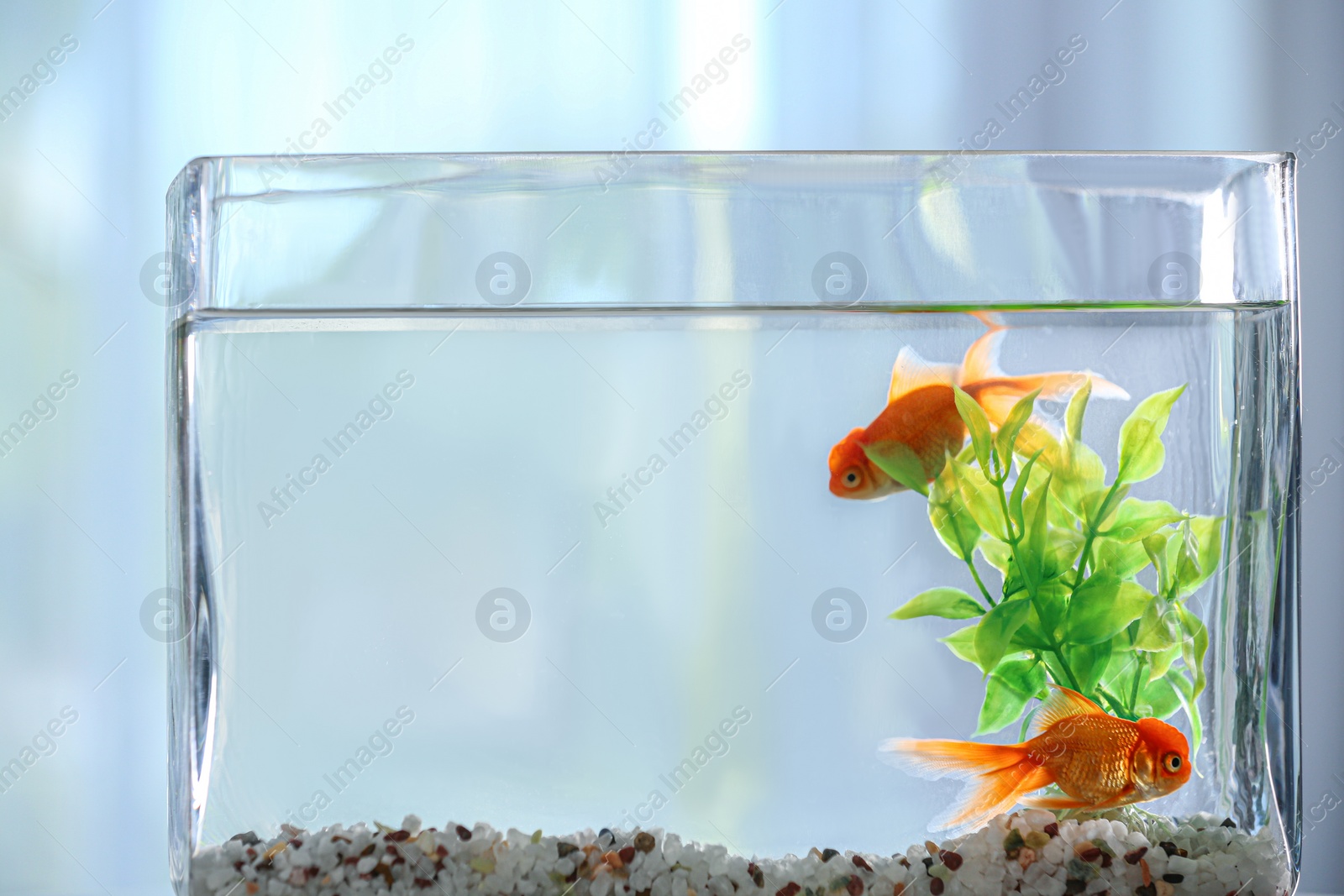 Photo of Beautiful bright goldfish in aquarium, closeup view