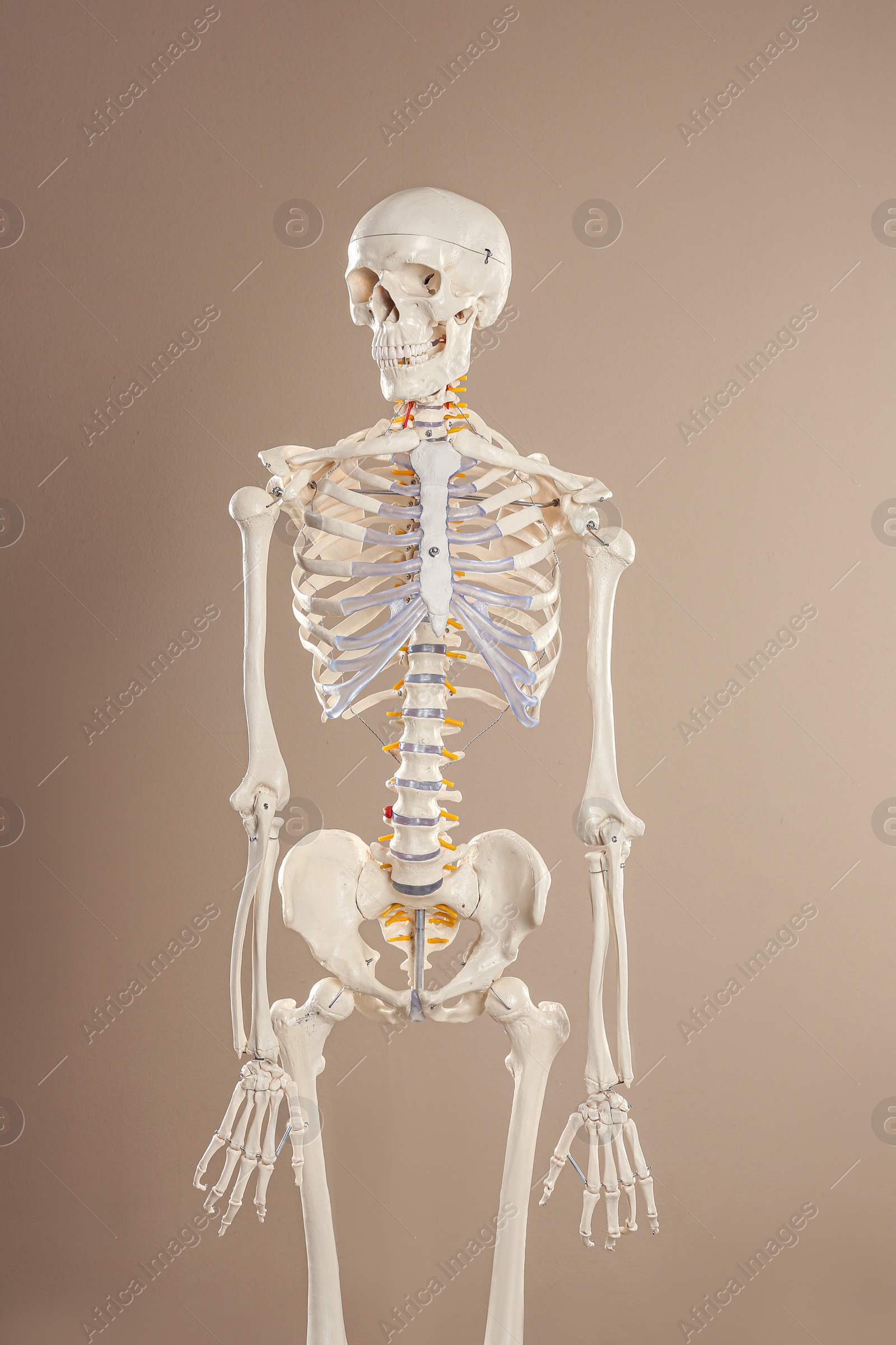 Photo of Artificial human skeleton model on beige background