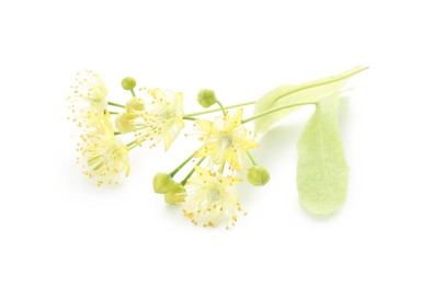 Photo of Beautiful linden tree blossom isolated on white