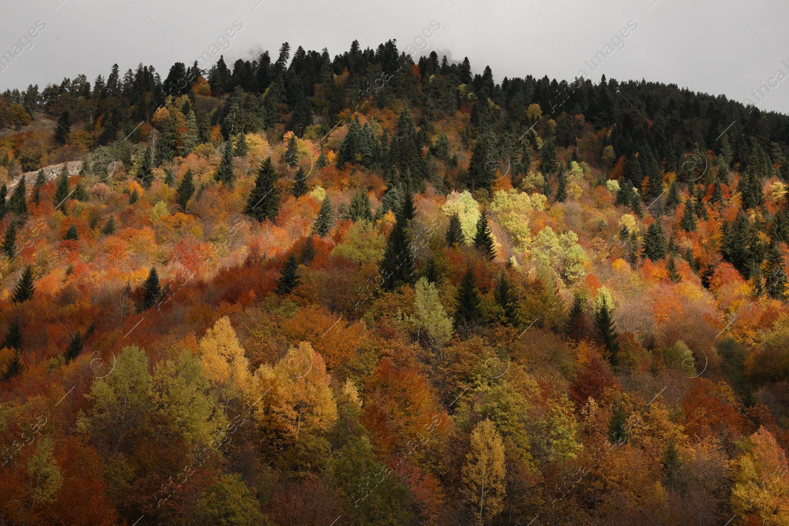 Photo of Picturesque view of forest on autumn day. Beautiful mountain landscape