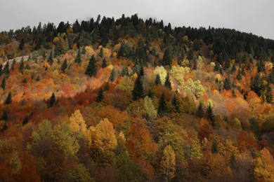 Picturesque view of forest on autumn day. Beautiful mountain landscape