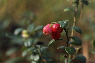 Tasty ripe lingonberries growing on sprig outdoors