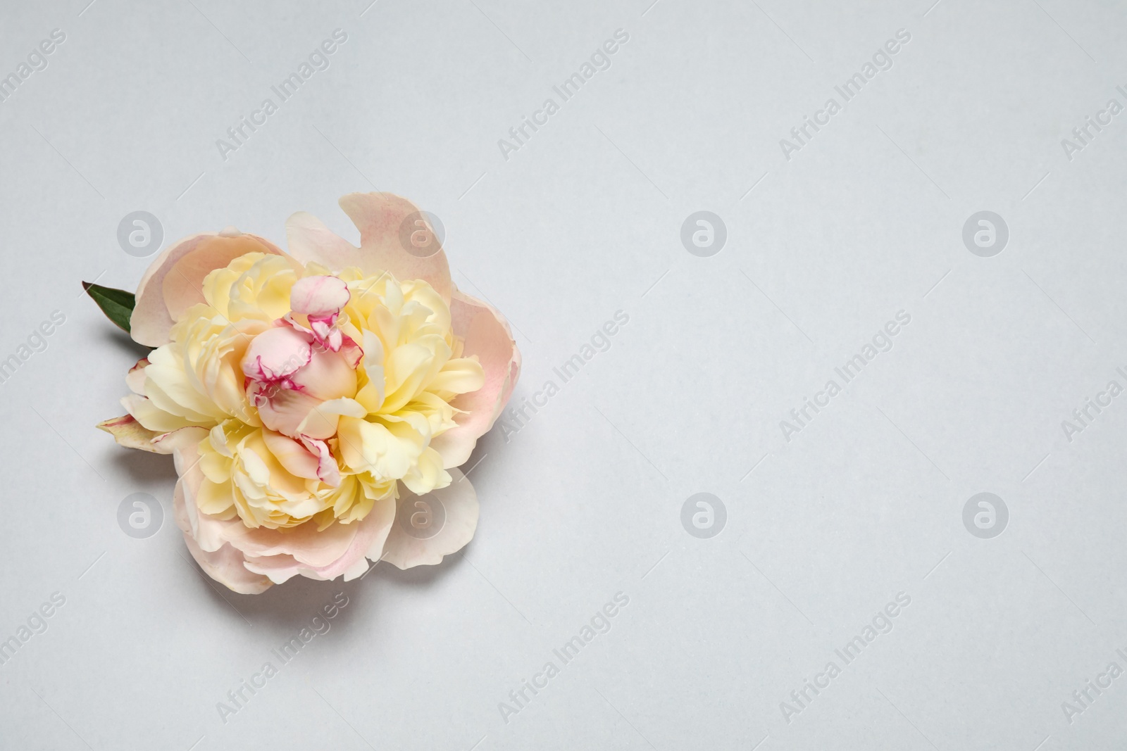 Photo of Beautiful beige peony on light grey background, top view. Space for text