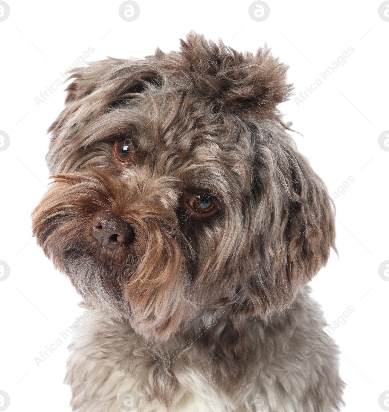 Photo of Cute Maltipoo dog on white background. Lovely pet