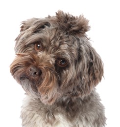 Cute Maltipoo dog on white background. Lovely pet