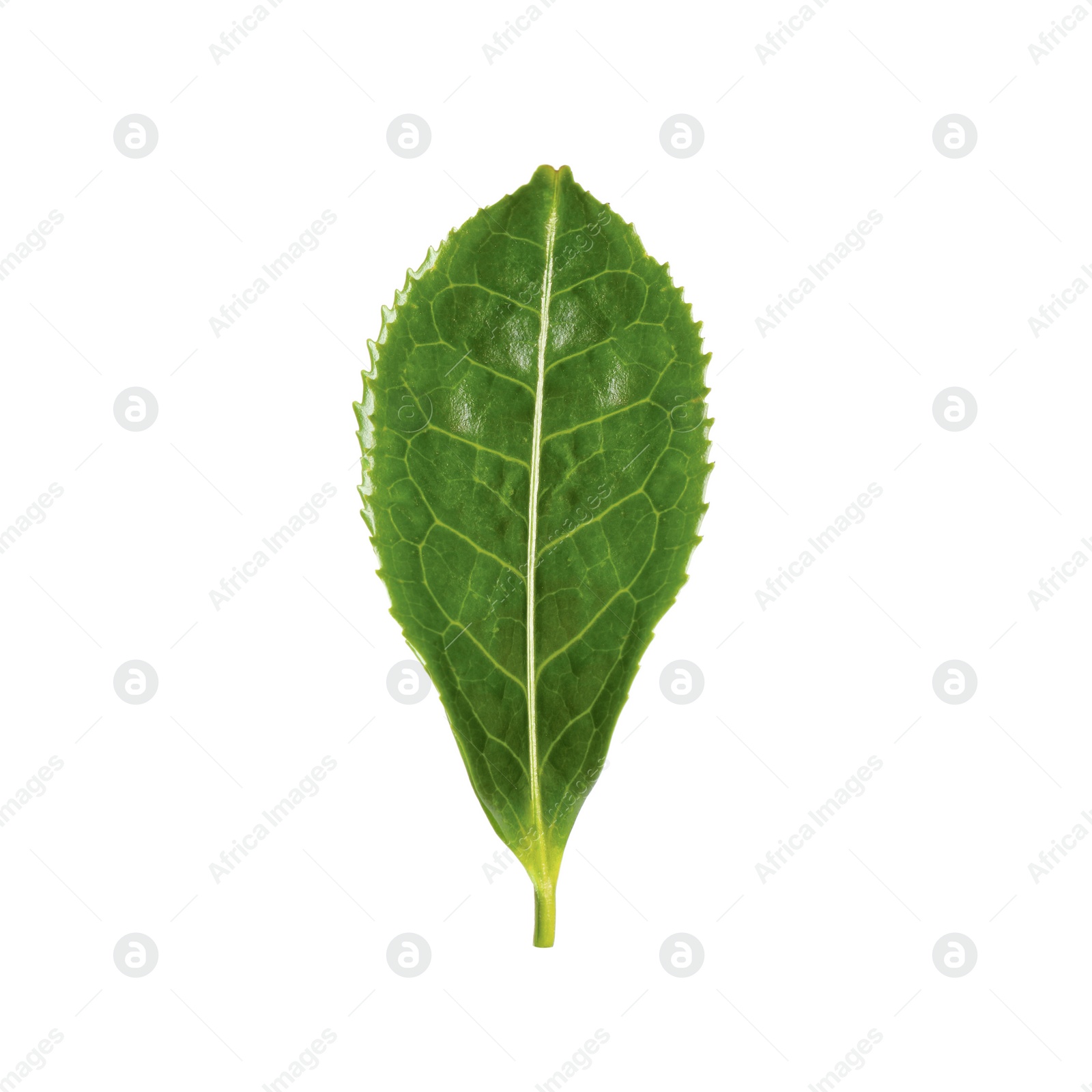 Photo of Green leaf of tea plant isolated on white