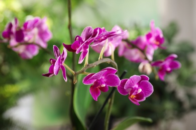 Photo of Beautiful blooming orchid on blurred background, closeup view