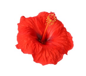 Beautiful red hibiscus flower isolated on white