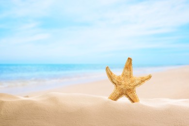 Image of Beautiful sea star on sandy beach. Space for text 