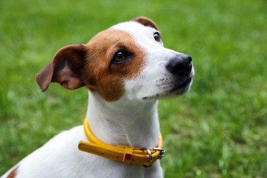 Beautiful Jack Russell Terrier in yellow dog collar outdoors