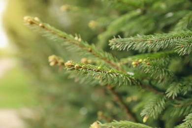 Green branches of beautiful conifer tree with small cones outdoors, closeup