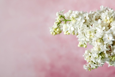 Blossoming lilac flowers against color background, closeup. Space for text