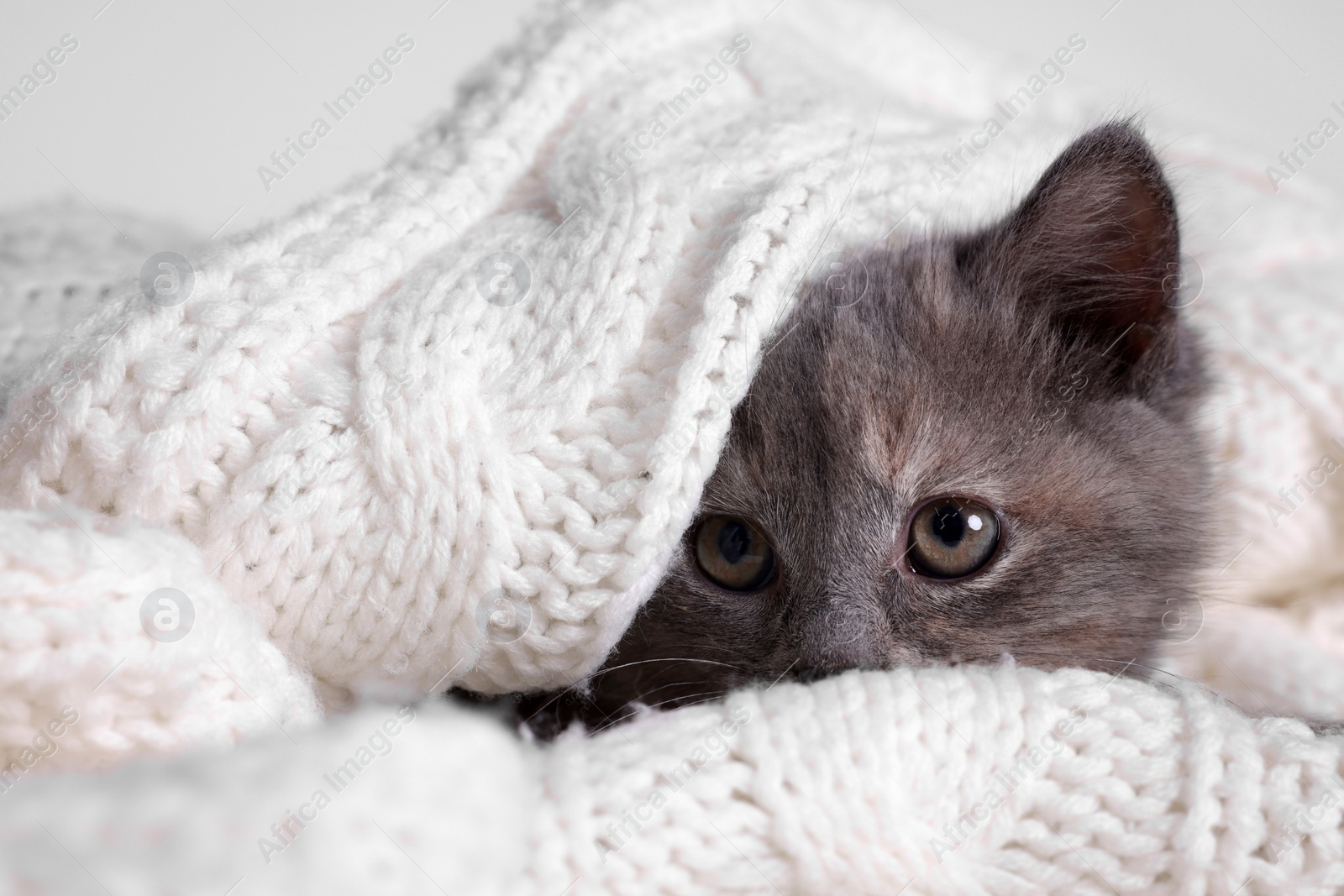 Photo of Cute fluffy kitten in white knitted blanket against light background