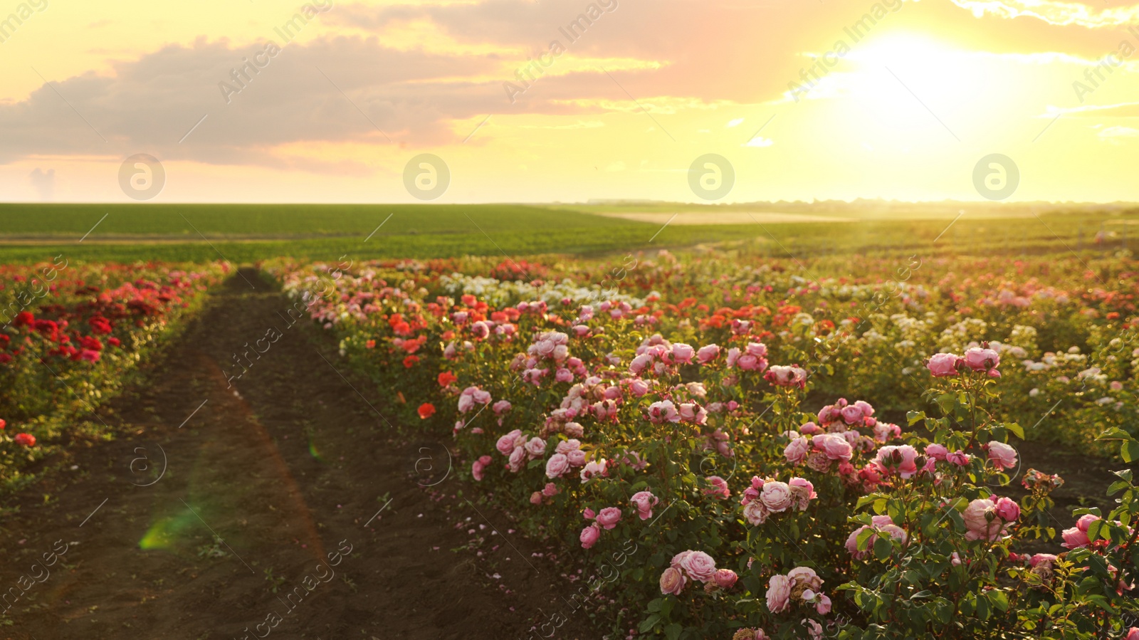 Photo of Bushes with beautiful roses outdoors on sunny day