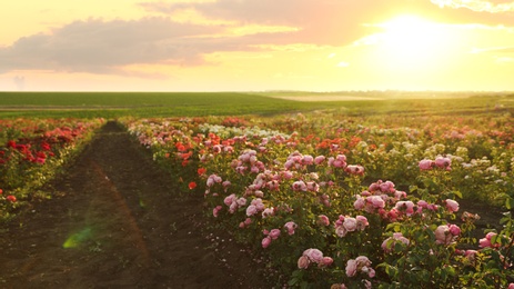 Bushes with beautiful roses outdoors on sunny day