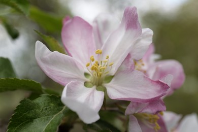 Beautiful pink flower of blossoming apple tree, closeup view. Spring season