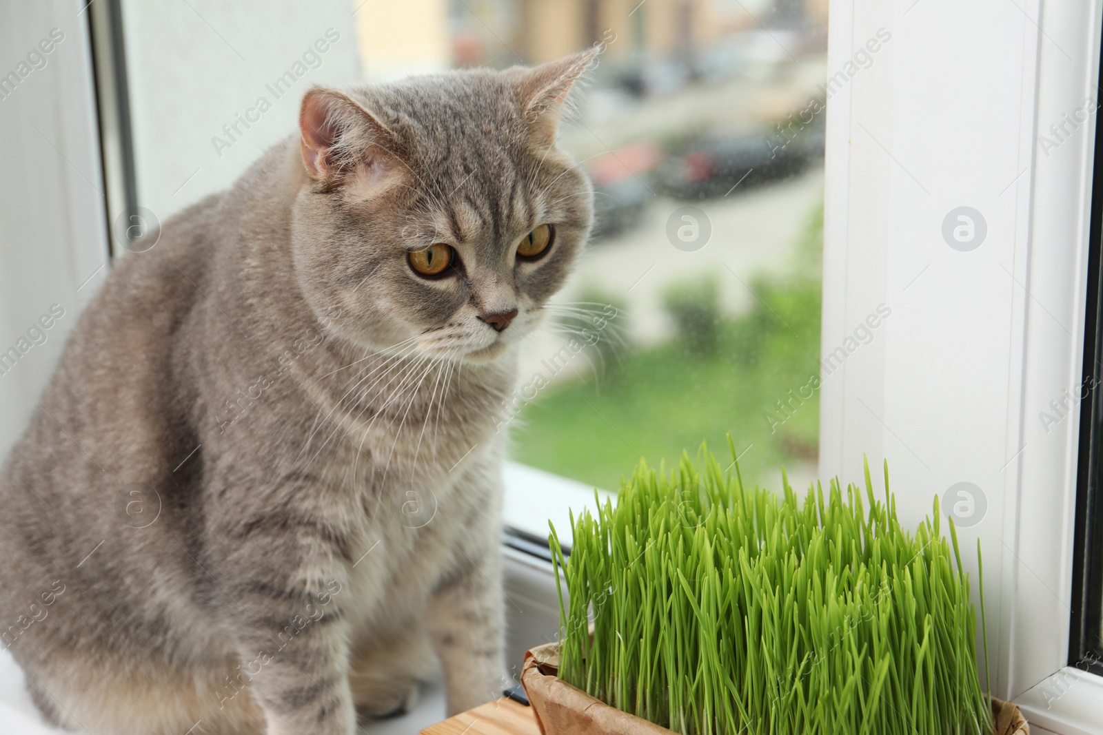 Photo of Cute cat near fresh green grass on windowsill indoors