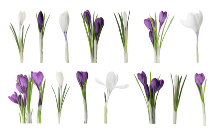 Image of Set of beautiful crocuses on white background. Spring flowers