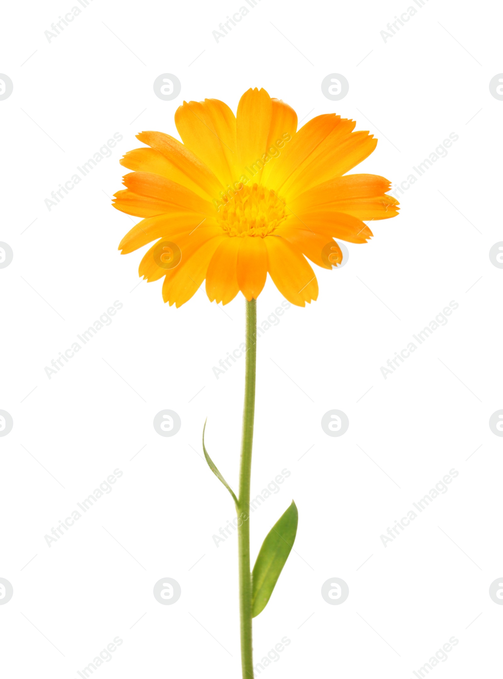 Photo of Beautiful blooming calendula flower isolated on white