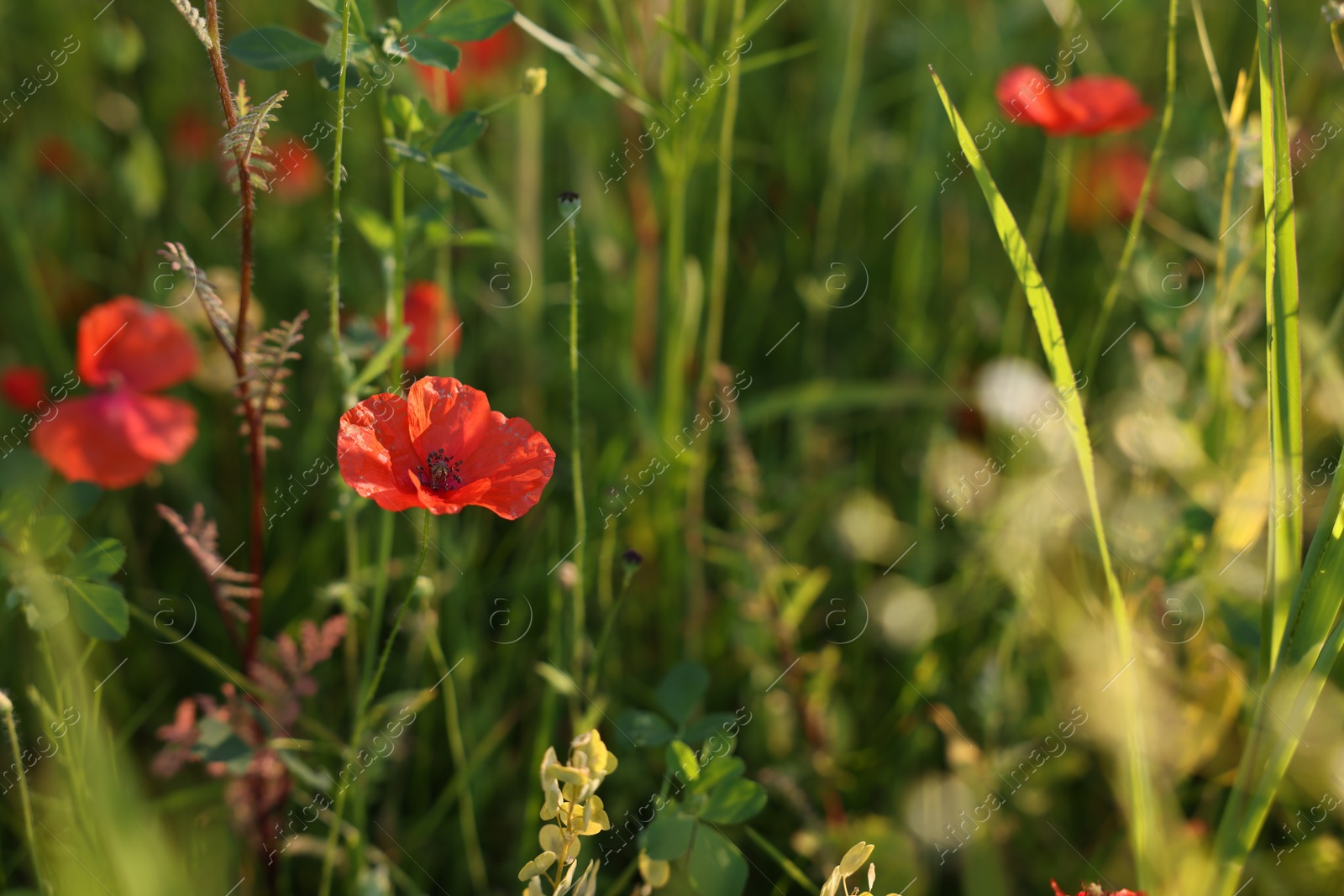 Photo of Beautiful red poppy flowers growing among grass outdoors, closeup. Space for text