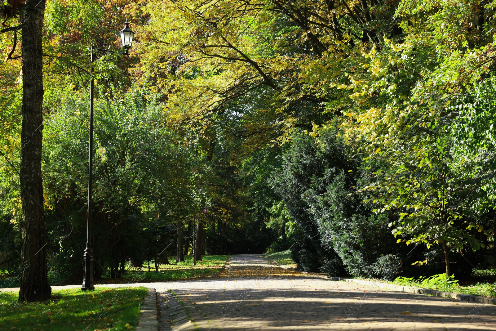 Photo of Pathway, fallen leaves and trees in beautiful park on autumn day