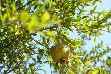 Photo of Pomegranate tree with ripening fruit outdoors on sunny day