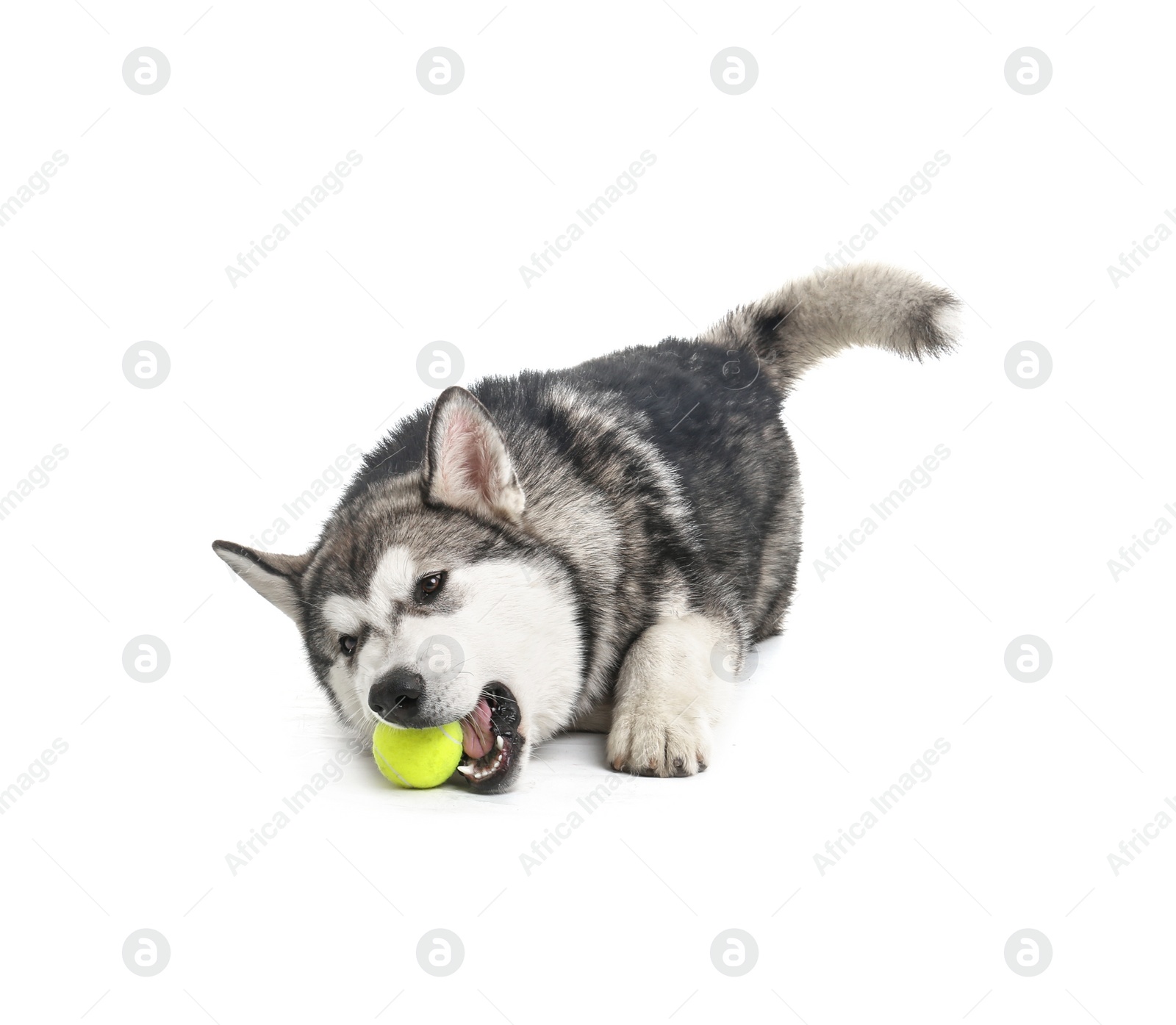 Photo of Cute Alaskan Malamute dog with toy ball on white background