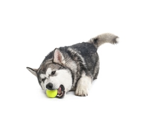 Photo of Cute Alaskan Malamute dog with toy ball on white background