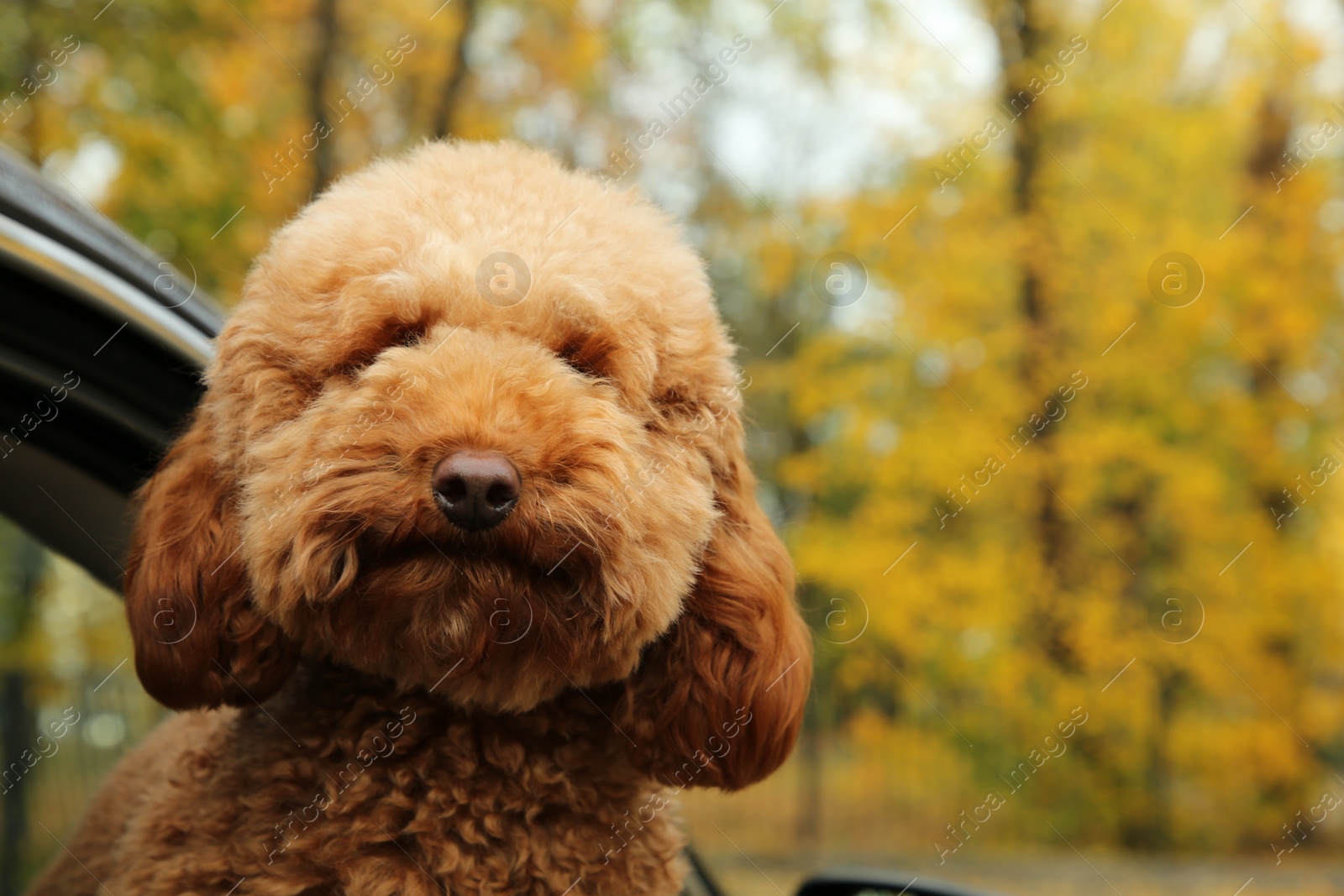 Photo of Cute dog inside black car, view from outside. Space for text