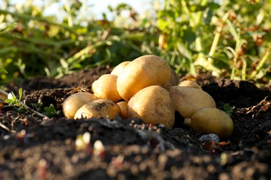 Photo of Pile of fresh ripe potatoes on ground outdoors