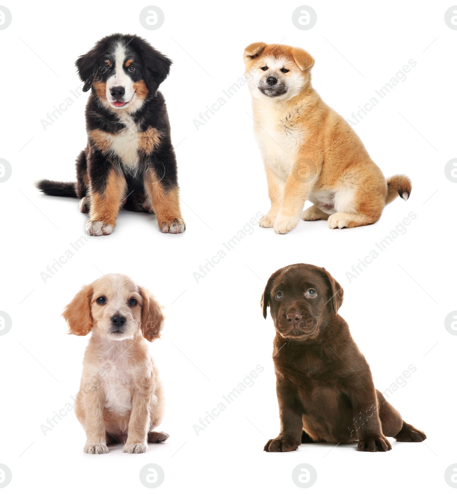 Image of Collage with adorable puppies on white background. Baby animals