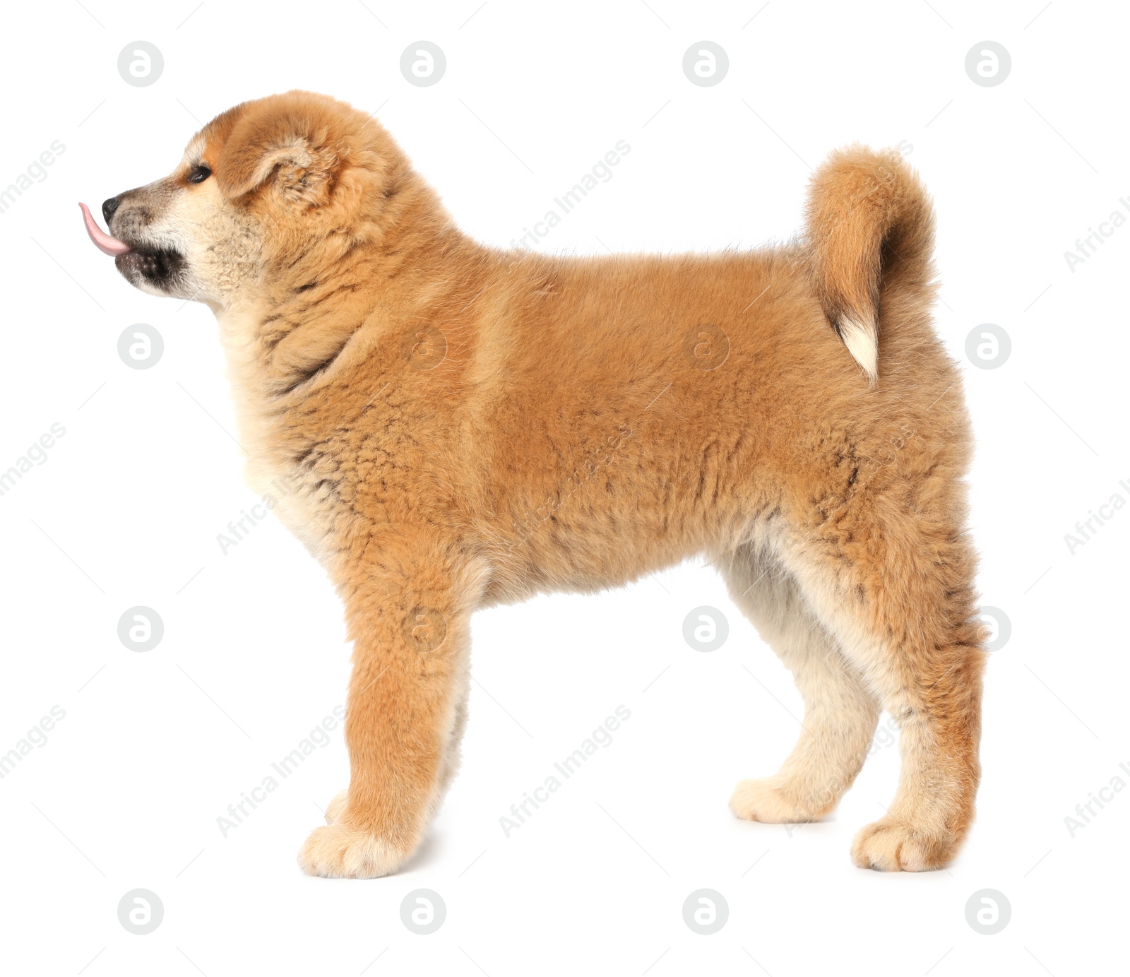 Photo of Cute Akita Inu puppy on white background. Baby animal